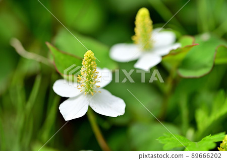 Dokudami白花 Dokudami白花 89666202