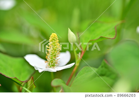 Dokudami白花 Dokudami白花 89666203
