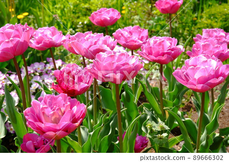 花園裡盛開的鬱金香 (2) 89666302