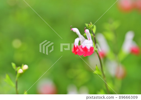Cute red and white flower cherry sage Cute red and white flower cherry sage 89666309