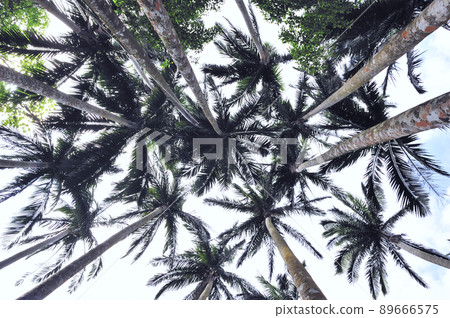 Yaeyama Yashi (Ishigaki City, Okinawa Prefecture) Yaeyama Yashi (Ishigaki City, Okinawa Prefecture) 89666575