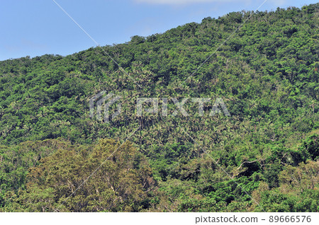 八重山棕櫚社區(沖繩縣西表島) 八重山棕櫚社區(沖繩縣西表島) 89666576