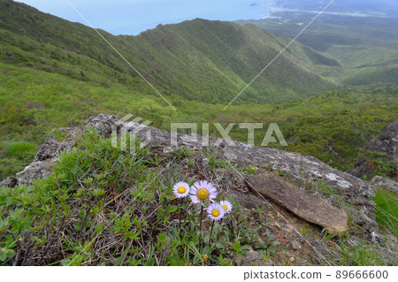 Apoi Azumagiku and Ridge（北海道Apoi山） 89666600