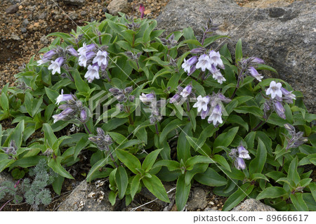 Pennellianthus frutescens (北海道大雪山) 89666617