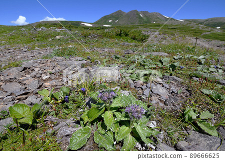 臼雪雪蓮和白雲山（北海道大雪山） 89666625