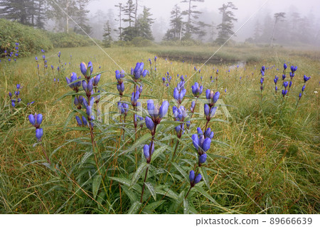 飼養的沼澤和蝦夷小山林道（北海道大雪山） 89666639