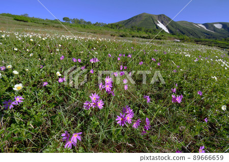 Primula cunei和Mt. Midori的花田（北海道大雪山） 89666659