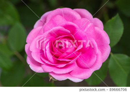 Roses have bloomed ♪ Roses have bloomed ♪ 89666706