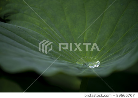 蓮花葉子和滴 蓮花葉子和滴 89666707