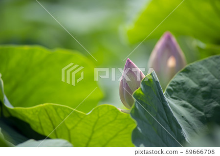 Bud of lotus Bud of lotus 89666708