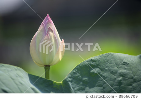 Bud of lotus 89666709