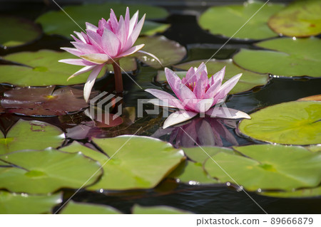 Water lily Water lily 89666879
