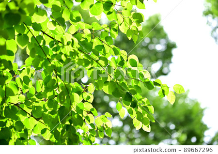 Katsura的新鮮綠色 89667296