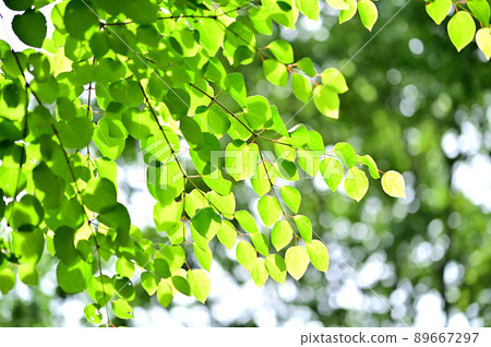 Katsura的新鮮綠色 89667297