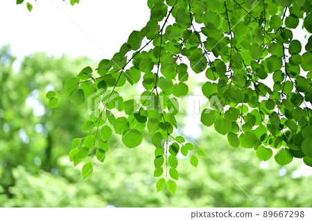 Katsura的新鮮綠色 89667298