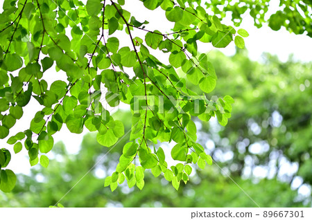 Katsura's fresh green Katsura's fresh green 89667301