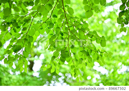 Katsura的新鮮綠色 89667302