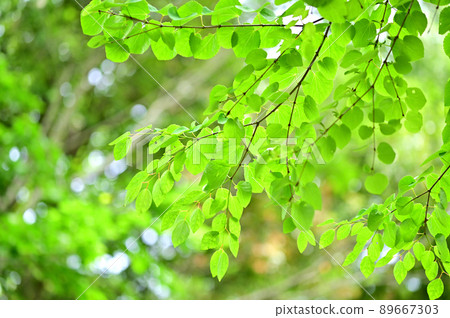 Katsura的新鮮綠色 89667303