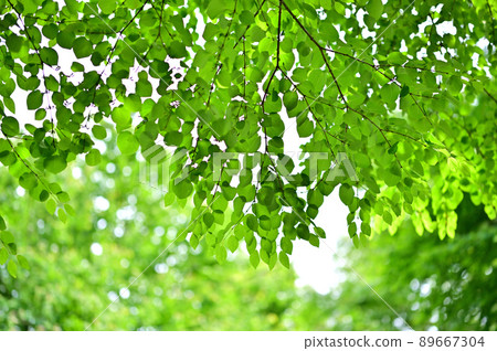 Katsura's fresh green Katsura's fresh green 89667304