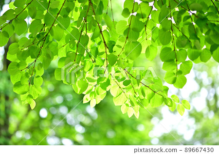 Katsura's fresh green 89667430