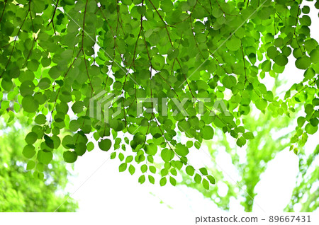 Katsura's fresh green 89667431