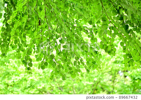 Katsura's fresh green 89667432