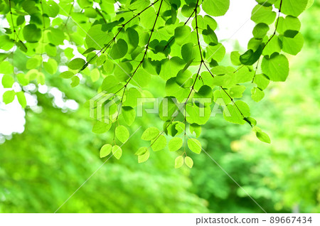 Katsura's fresh green 89667434