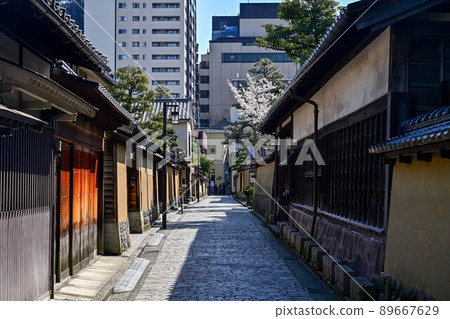 Nagamachi samurai residence ruins where cherry blossoms bloom 89667629