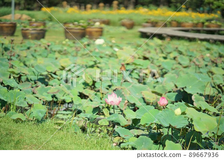 Lotus pond, lotus flower in Wachira Vencha Tat Park, Bangkok Lotus pond, lotus flower in Wachira Vencha Tat Park, Bangkok 89667936