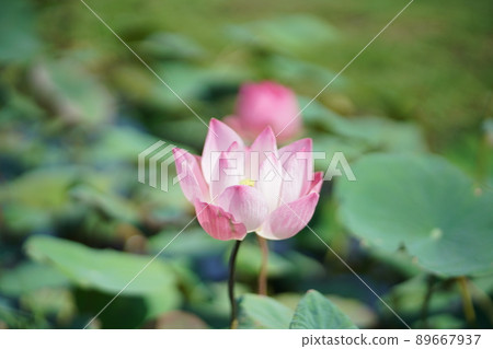 flower, lotus, bloom 89667937