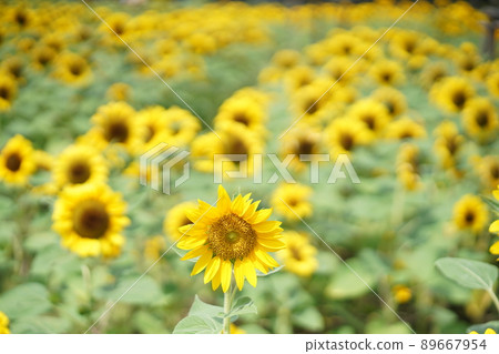 sunflower, sunflowers, Sunflower 89667954