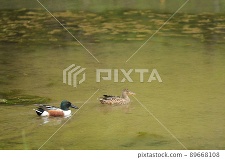 Waterfowl 89668108