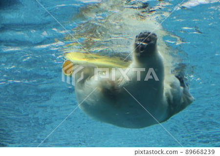 Polar bear 89668239
