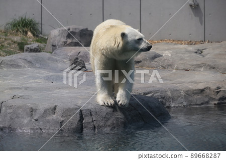 Polar bear 89668287