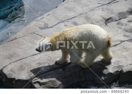 北極熊 北極熊 89668293