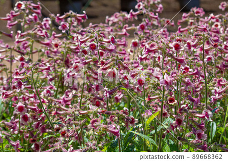 Rehmannia glutinosa forma hueichinge 89668362