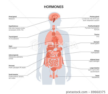 Hormones In Human Body Stock Illustration 89668375 PIXTA