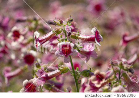 Rehmannia glutinosa forma hueichinge 89668396