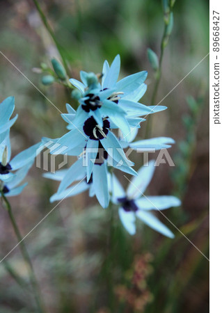 Ixia bilidiflora Ixia bilidiflora 89668427