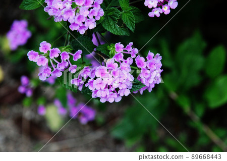 Kobanorantana Kobanorantana 89668443