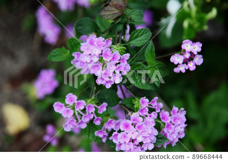 Kobanorantana Kobanorantana 89668444