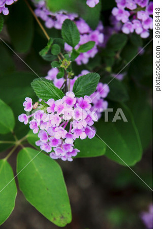 Kobanorantana Kobanorantana 89668448