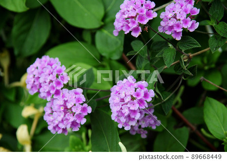 Kobanorantana Kobanorantana 89668449