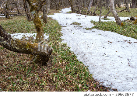 Snowfall forest 89668677