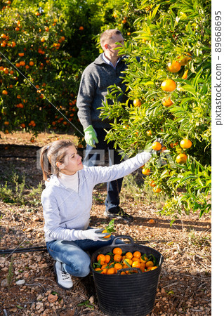 Couple of positive farmers picking carefully ripe mandarins on plantation 89668695