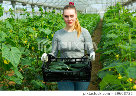 Female farmer carrying box with cucumbers Female farmer carrying box with cucumbers 89668725