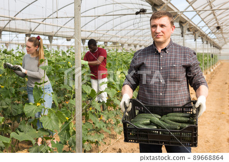 Hired worker carries boxes of cucumbers 89668864