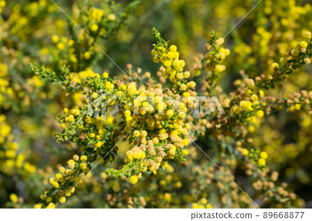 Blooming of Acacia paradoxa Blooming of Acacia paradoxa 89668877