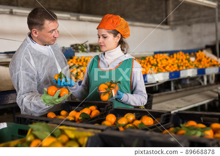 Man and woman working on tangerines sorting line 89668878