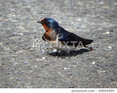Swallows busy walking on asphalt with short legs Swallows busy walking on asphalt with short legs 89668909